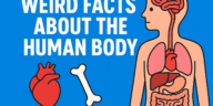The human body is one of the most complex creations in existence. It functions like a perfectly designed machine — yet it hides countless mysteries. From bones that are stronger than steel to the mind-boggling fact that your stomach gets a new lining every few days, the body has secrets that sound almost unbelievable. Today, we’ll explore some of the weird facts about the human body that will make you rethink how extraordinary we really are.