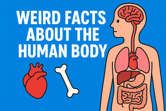 The human body is one of the most complex creations in existence. It functions like a perfectly designed machine — yet it hides countless mysteries. From bones that are stronger than steel to the mind-boggling fact that your stomach gets a new lining every few days, the body has secrets that sound almost unbelievable. Today, we’ll explore some of the weird facts about the human body that will make you rethink how extraordinary we really are.